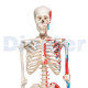 Esqueleto Humano a 11